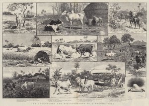 De avonturen en tegenslagen van een Brahma-stier